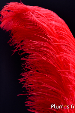 Strauss premium - 50-60 cm - rot